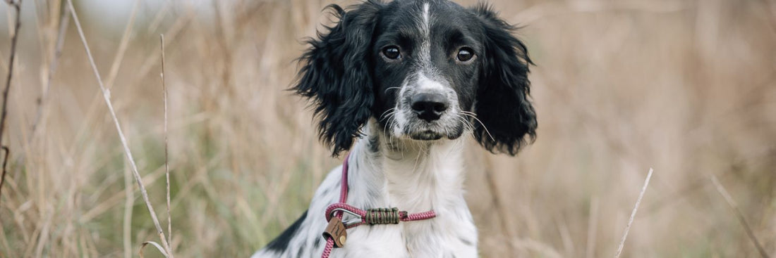 Paws@brooklyn guide on how we use a slip lead