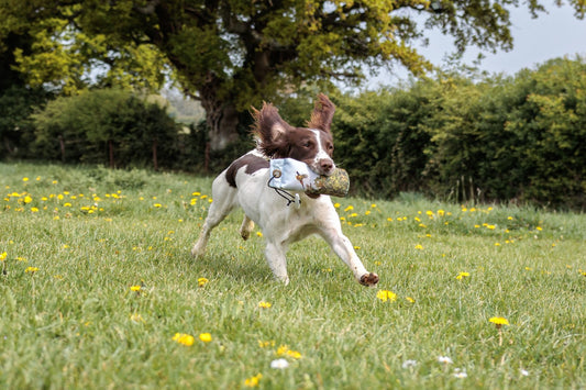 New Launch: The Game Pheasant Dummy Now Available at Paws@brooklyn!
