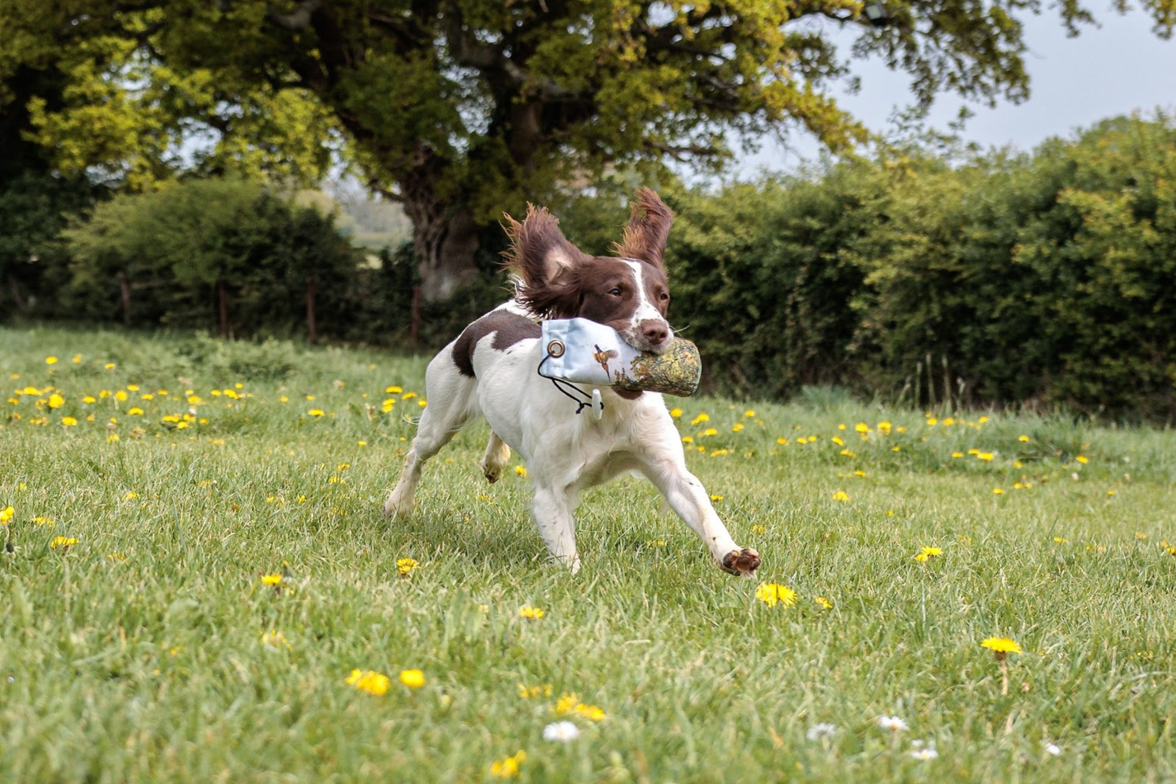 New Launch: The Game Pheasant Dummy Now Available at Paws@Brooklyn!