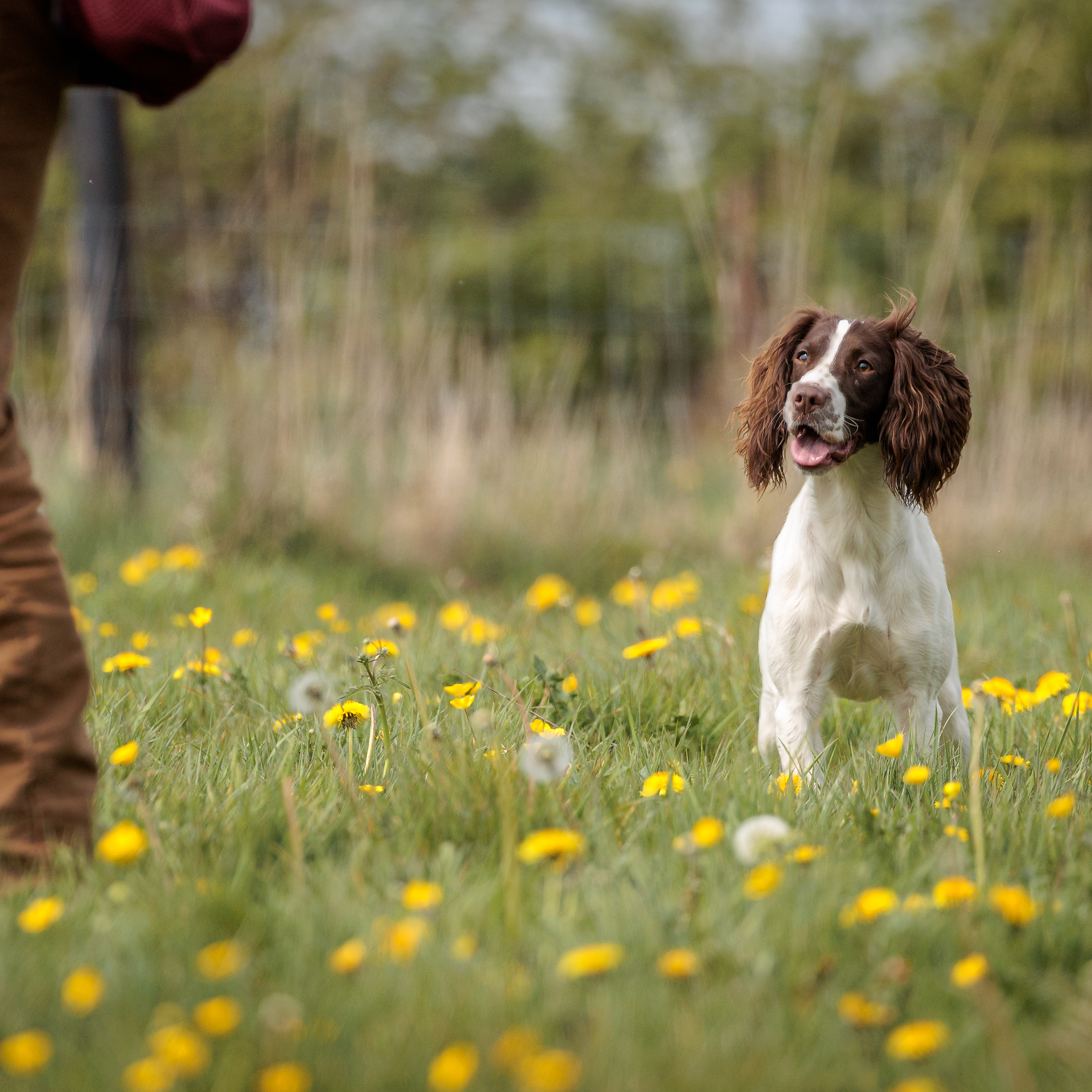 Launching Our Next Generation Range at Paws@Brooklyn