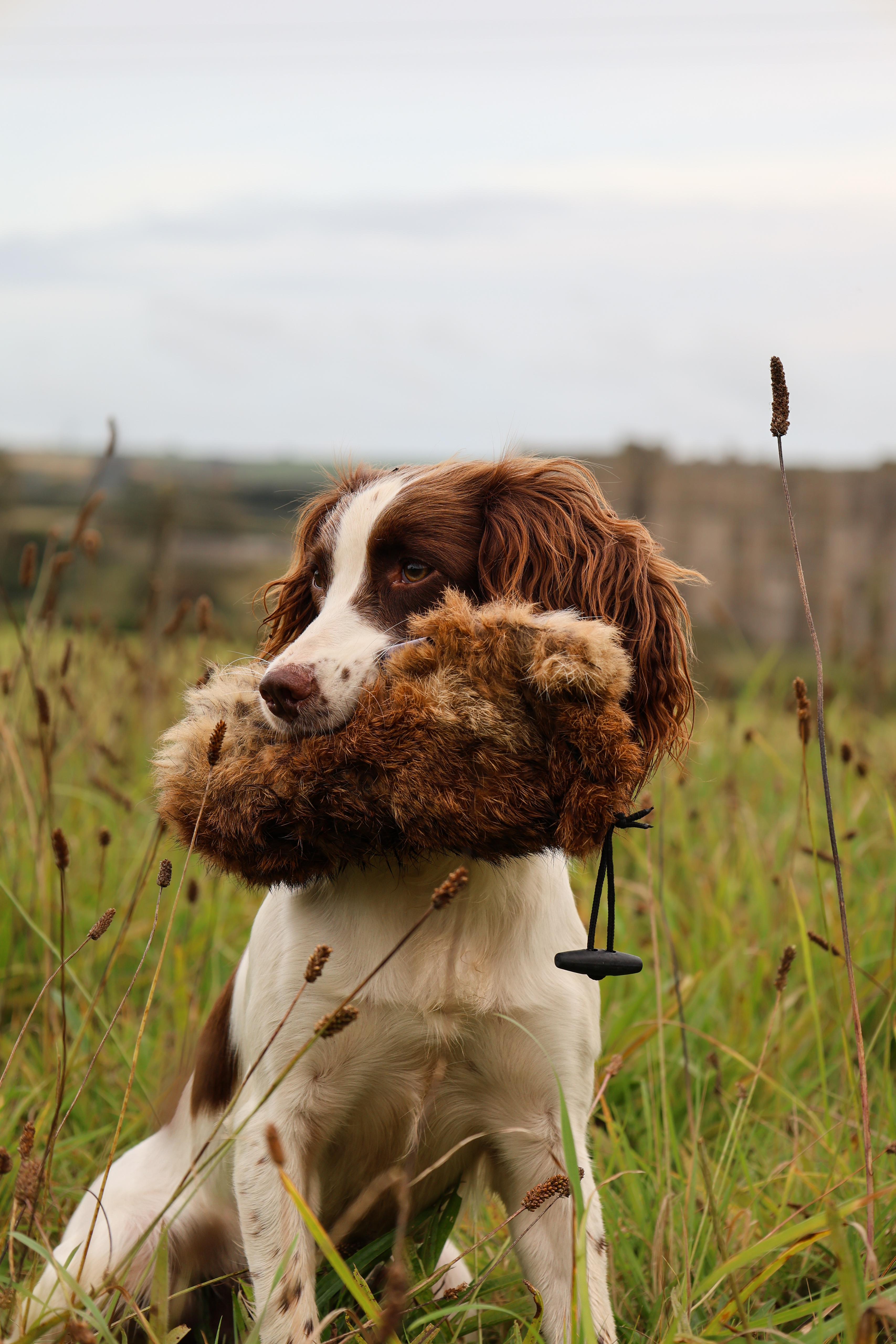 Fur Dummies, Rabbit Balls and scent