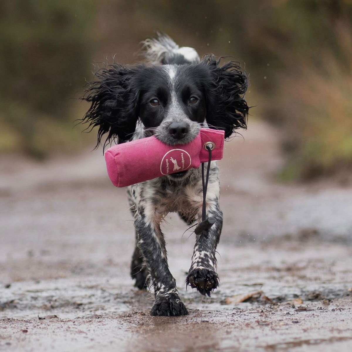 Paws@Brooklyn Training Dummies