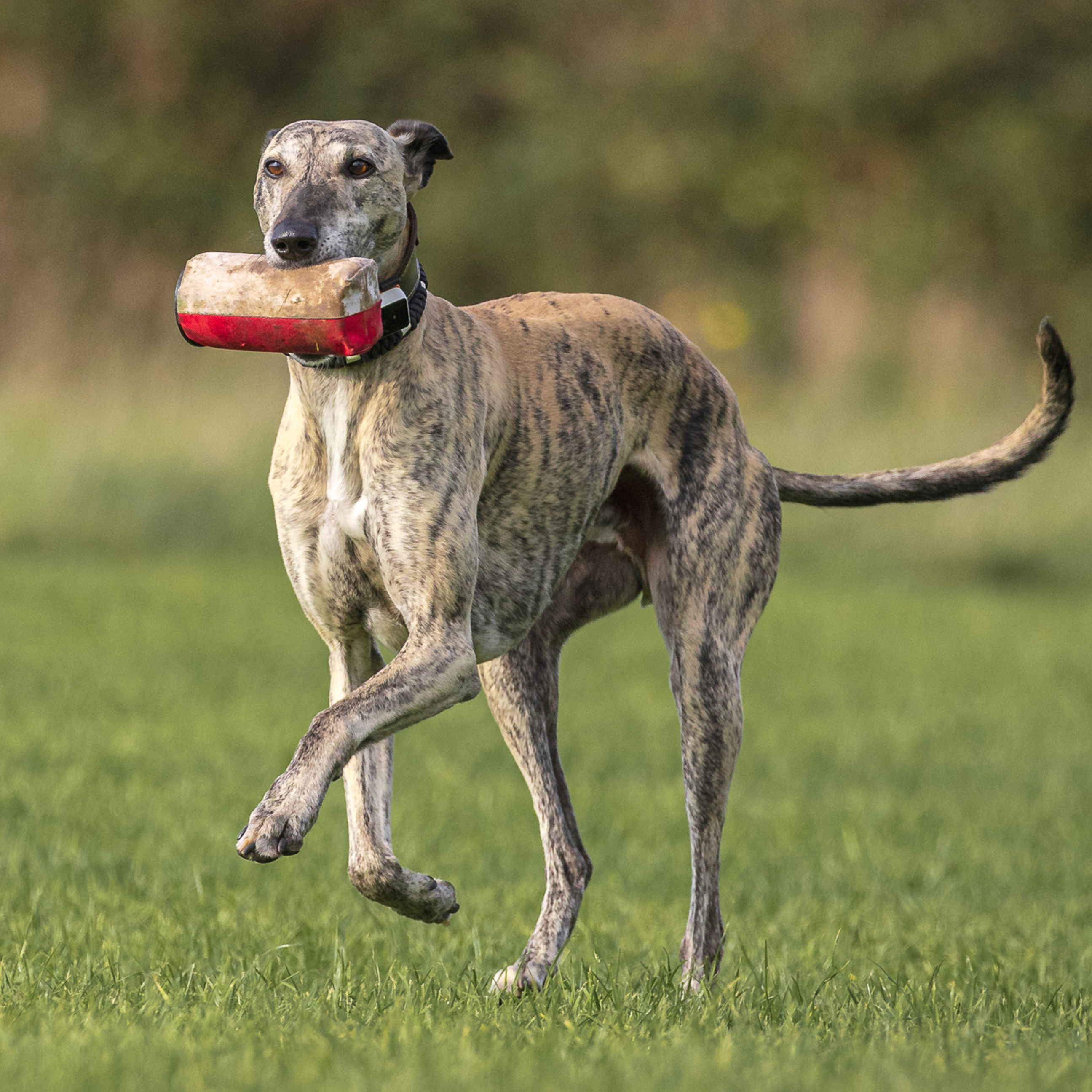 Dummy Launchers & Accessories