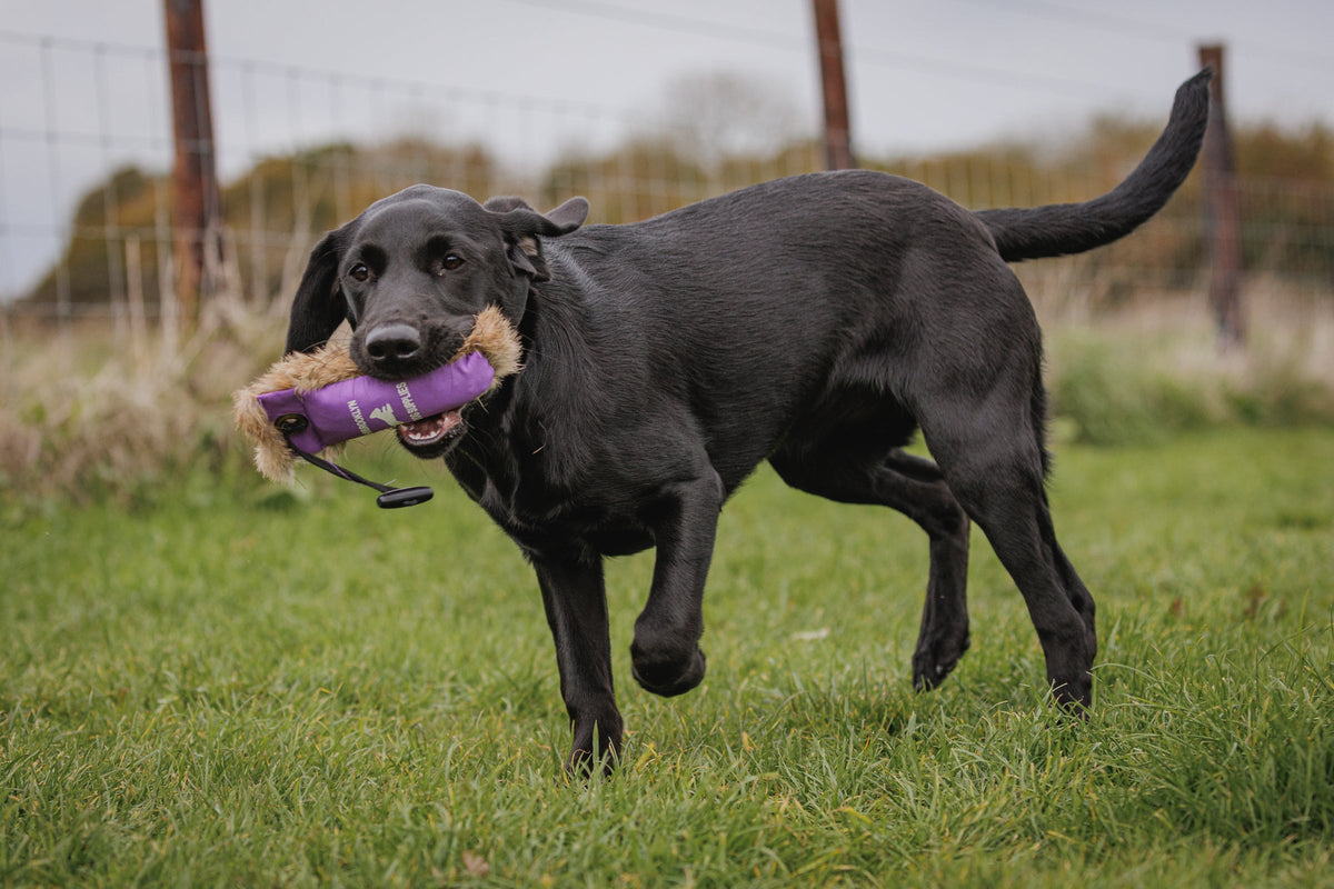Fur Dummies, Rabbit Balls & Scent