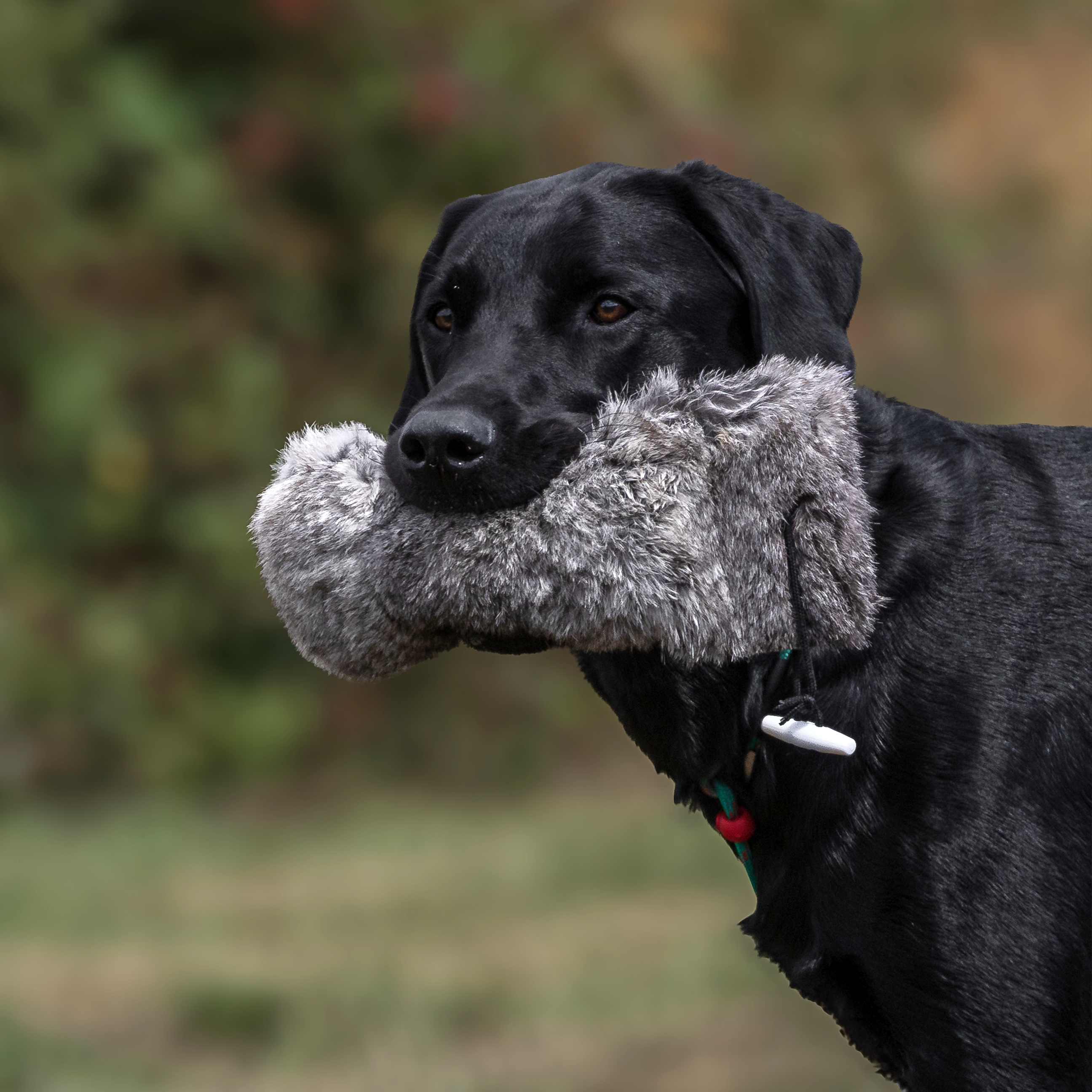 Fur Dummies, Rabbit Balls & Scent