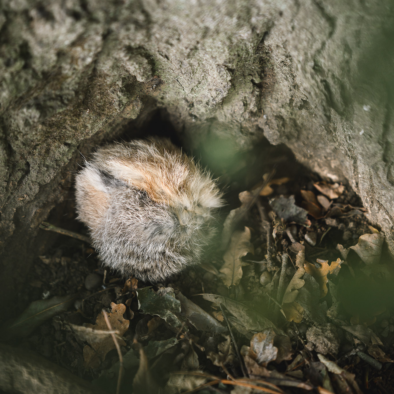 Paws@Brooklyn Fur Dummies & Balls