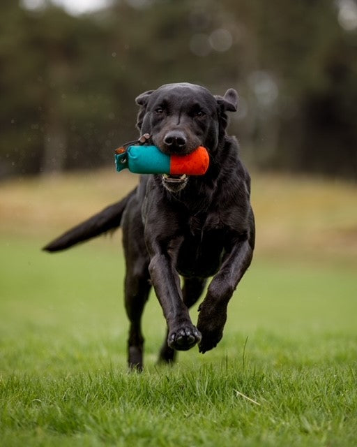 Firedog