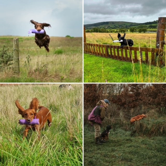 Paws In The Fields
