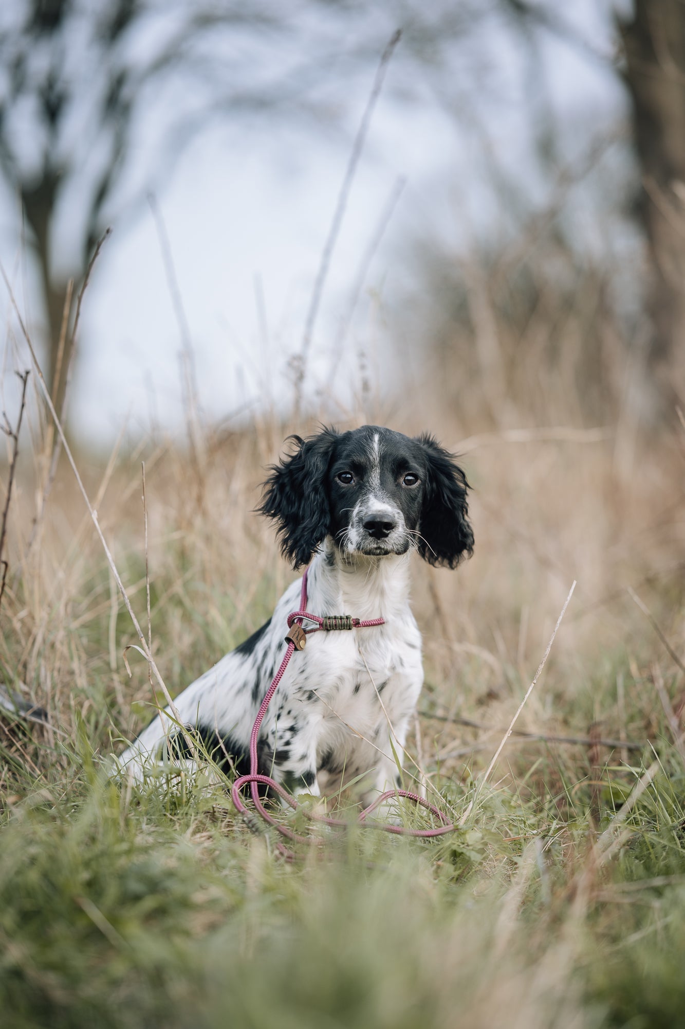 Dog leads including slip, clip and longline
