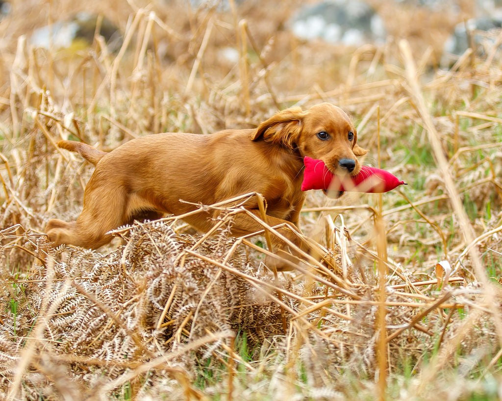 Firedog Easy Fetch 100g Puppy Dummies