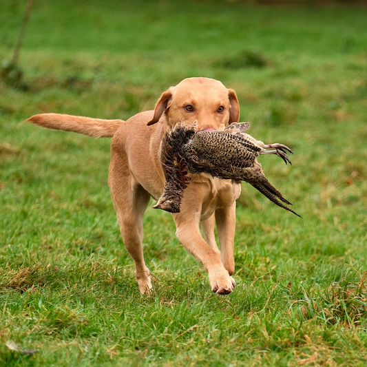 Paws@brooklyn Cold Game Workshop run by Beesfit Gundogs