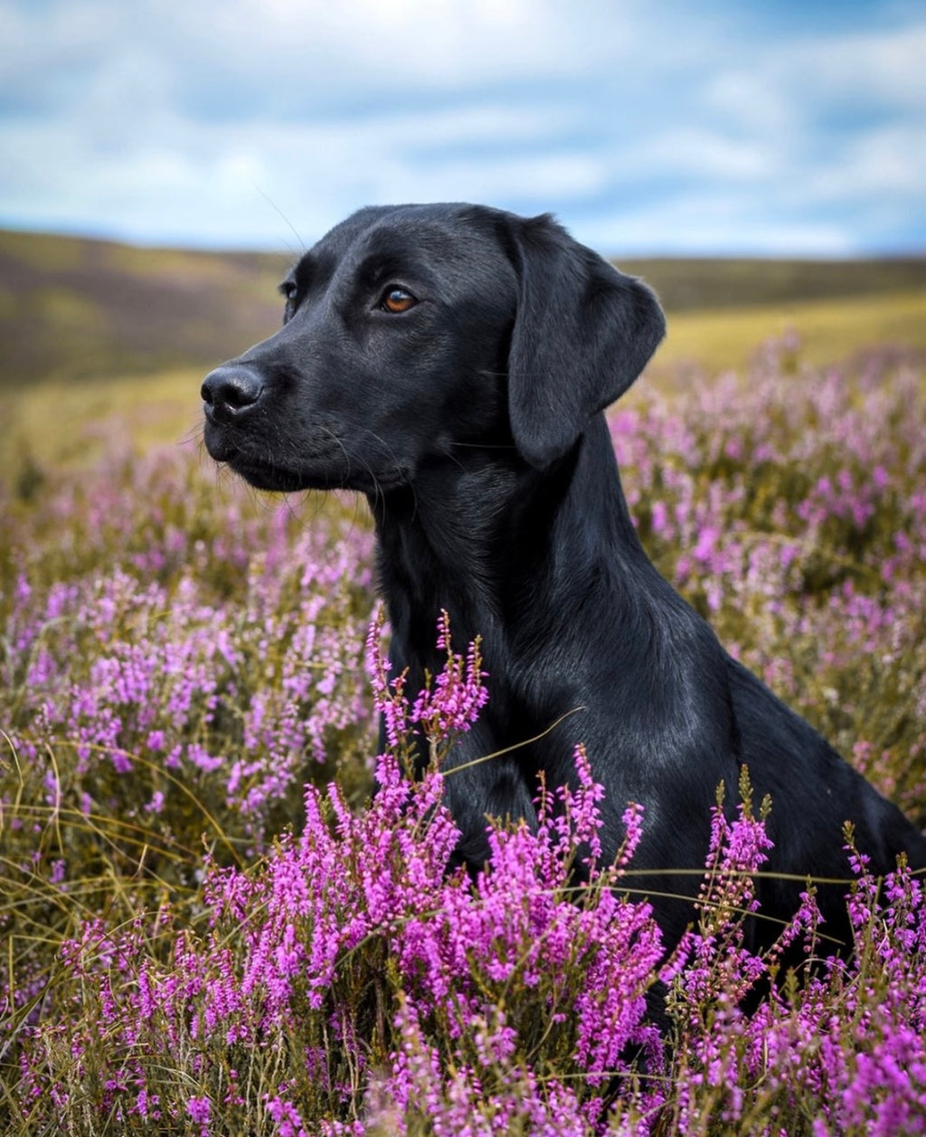 Paws@brooklyn Labrador Dummy
