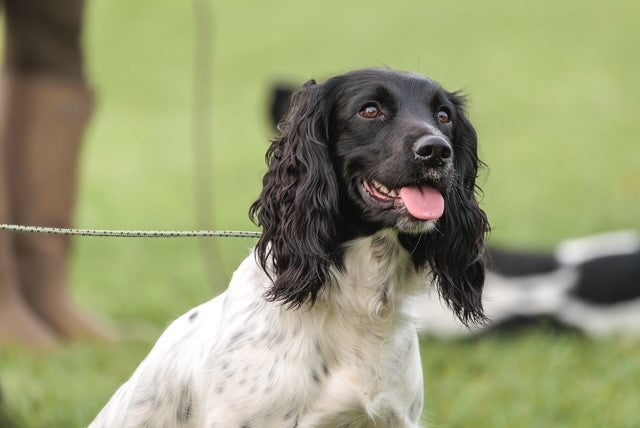 Paws@brooklyn Back to Basics Training Workshop