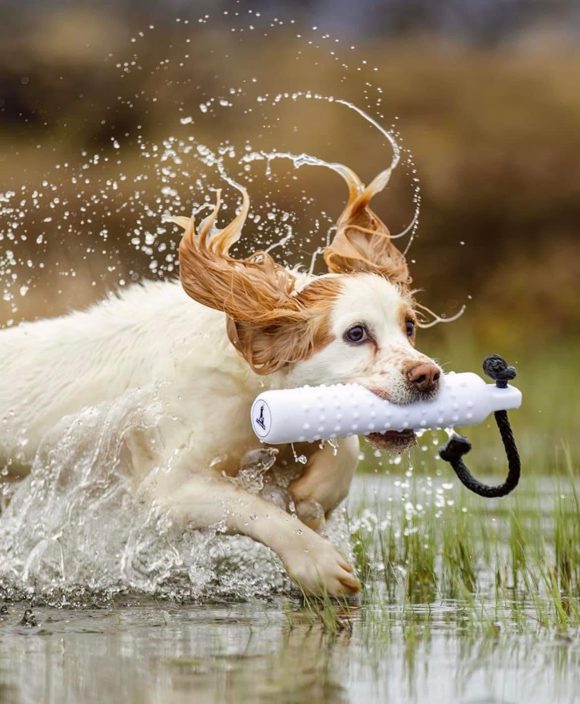 Dog and Field Water Dummy