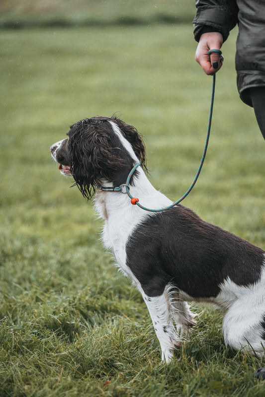 Paws@brooklyn Autumn 90cm Heeling Leads