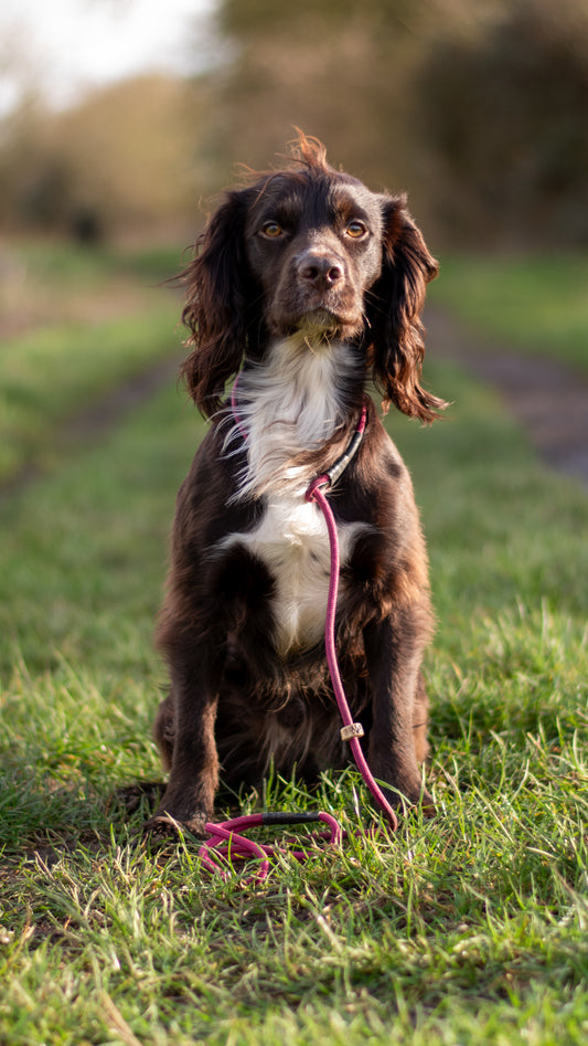 Firedog Field Trial Slip Leads