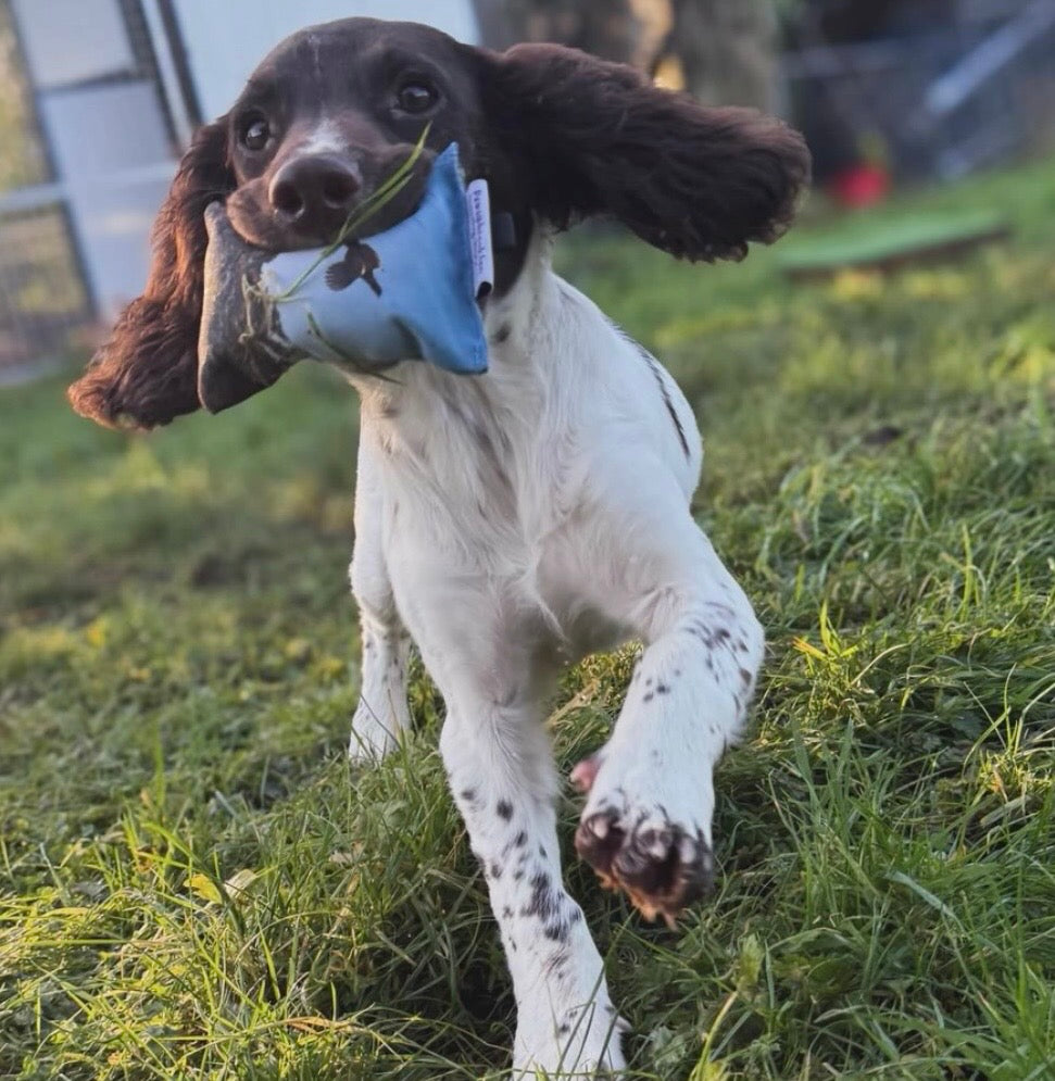 Paws@brooklyn Puppy Dummies