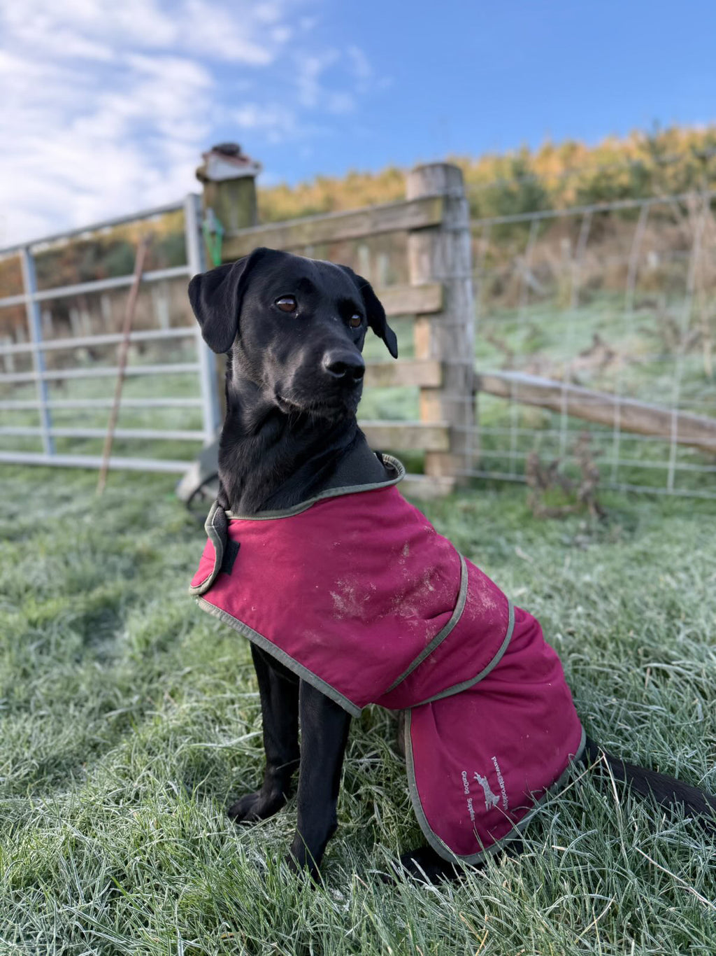 Paws@brooklyn Dog Coats