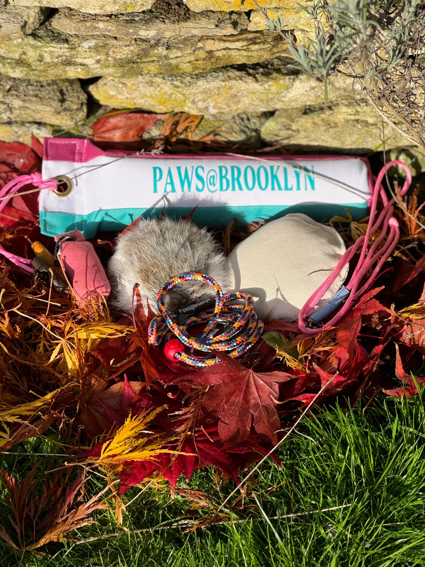 Paws@brooklyn Autumn Special Offer