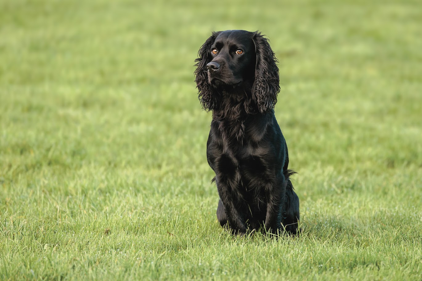 Training Workshop 15th Feb run by Beesfit Gundogs