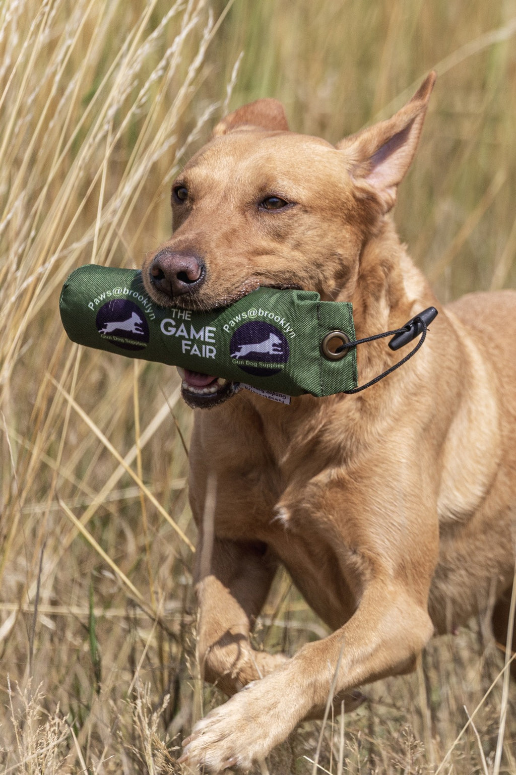 Paws@brooklyn Game Fair Dummies