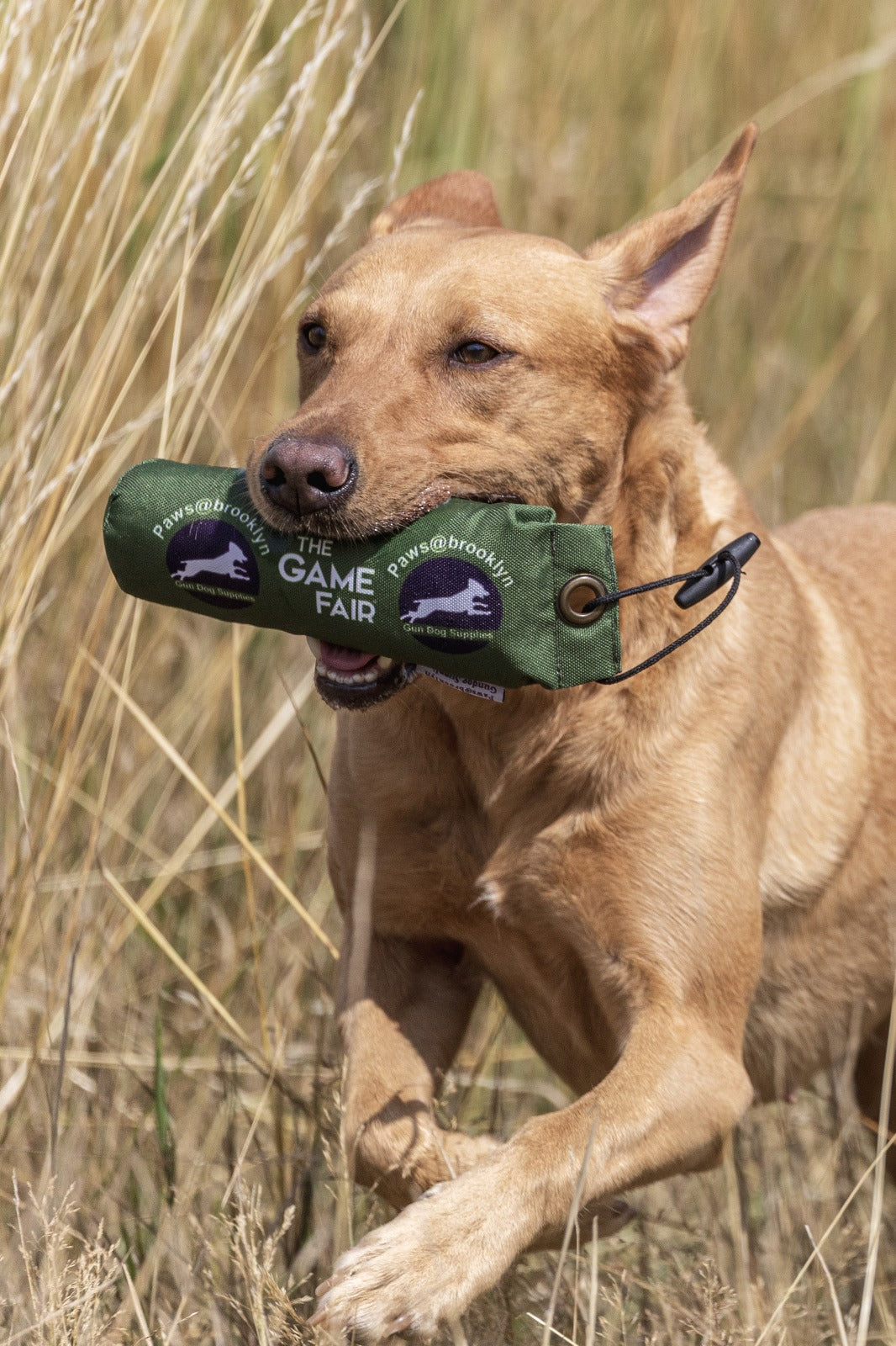 Paws@brooklyn Game Fair Dummies
