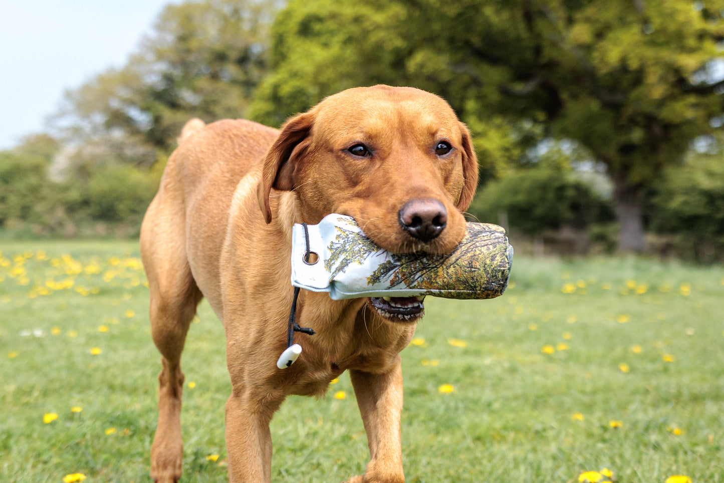 Paws@brooklyn NEW!!  The Game Pheasant Range
