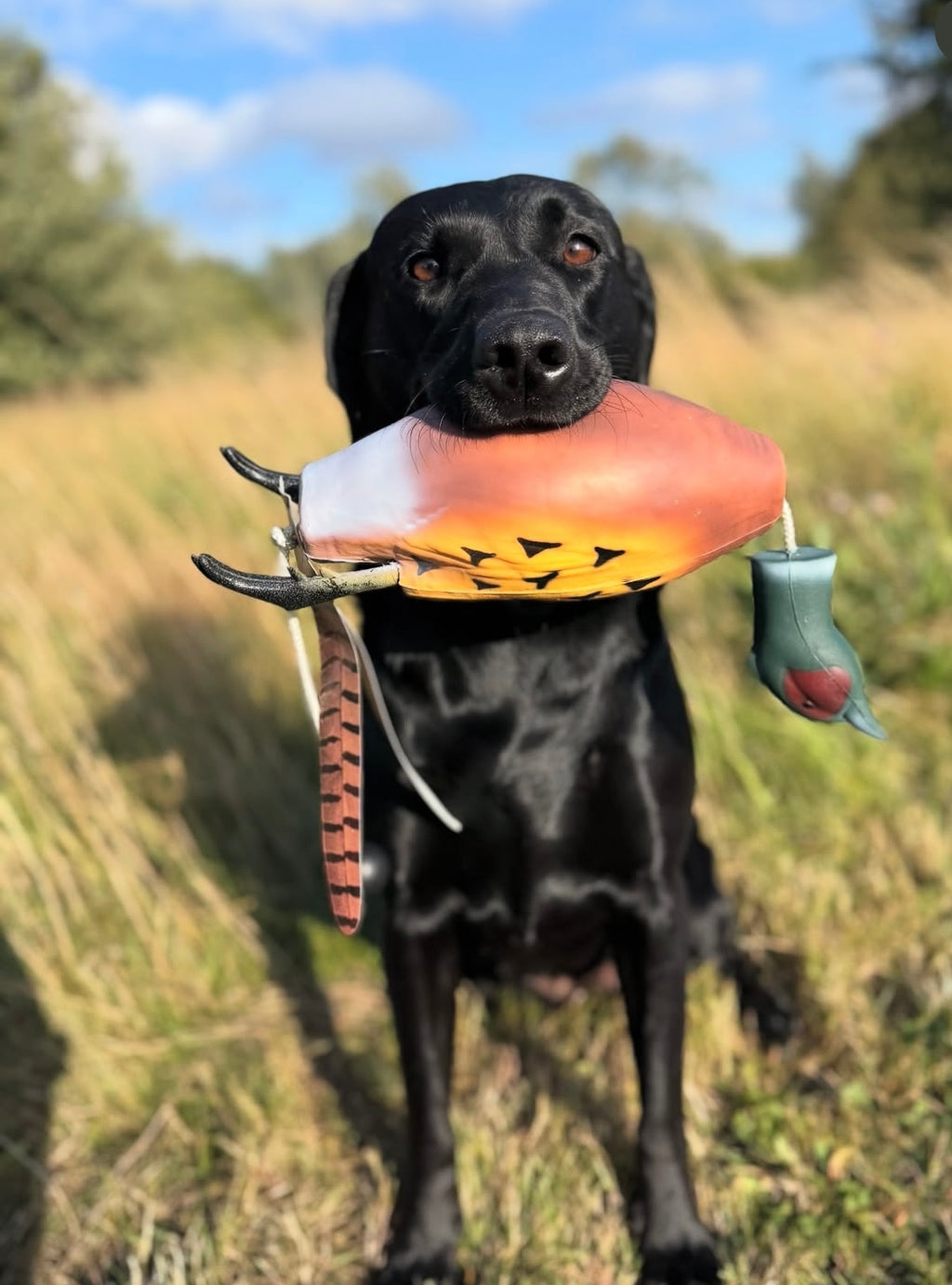 Paws@brooklyn Water/Land Bird Dummies