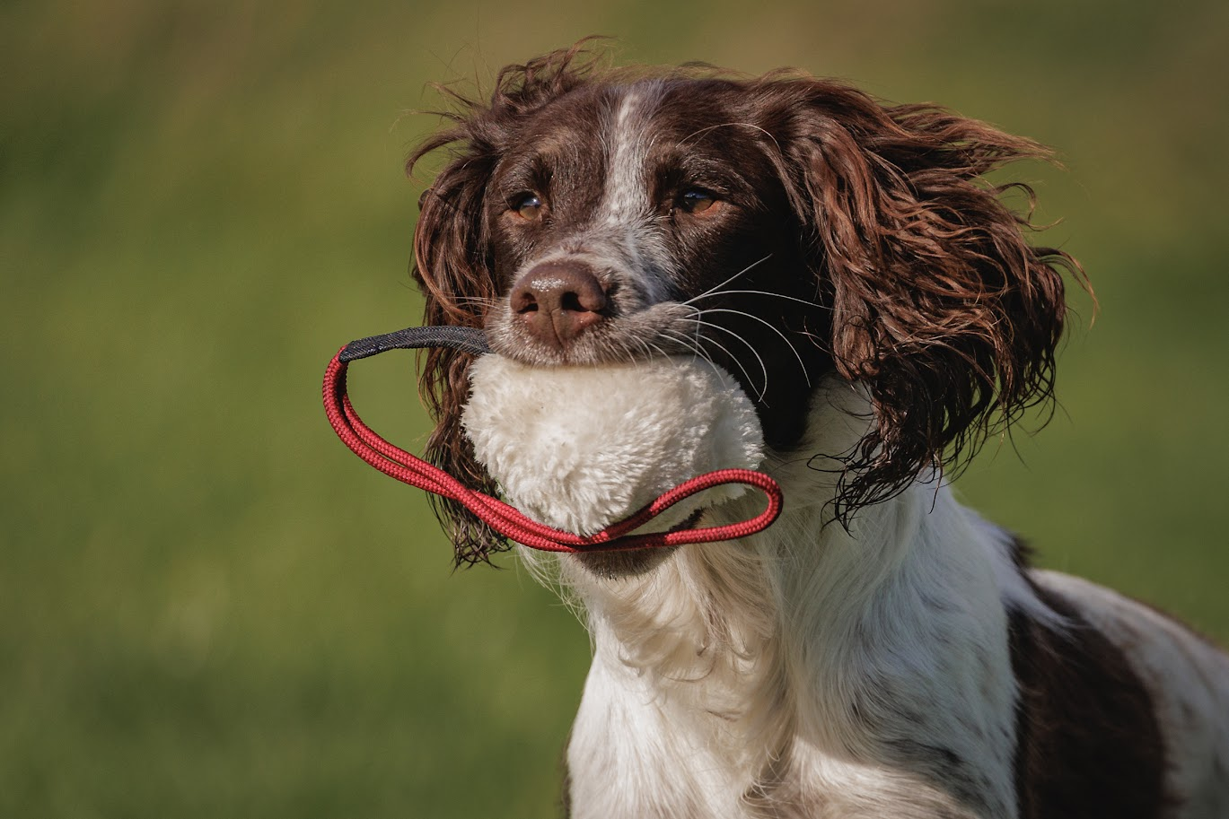 Paws@brooklyn Fur Balls with throwing handle