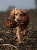 Paws@Brooklyn Pheasant Pelts