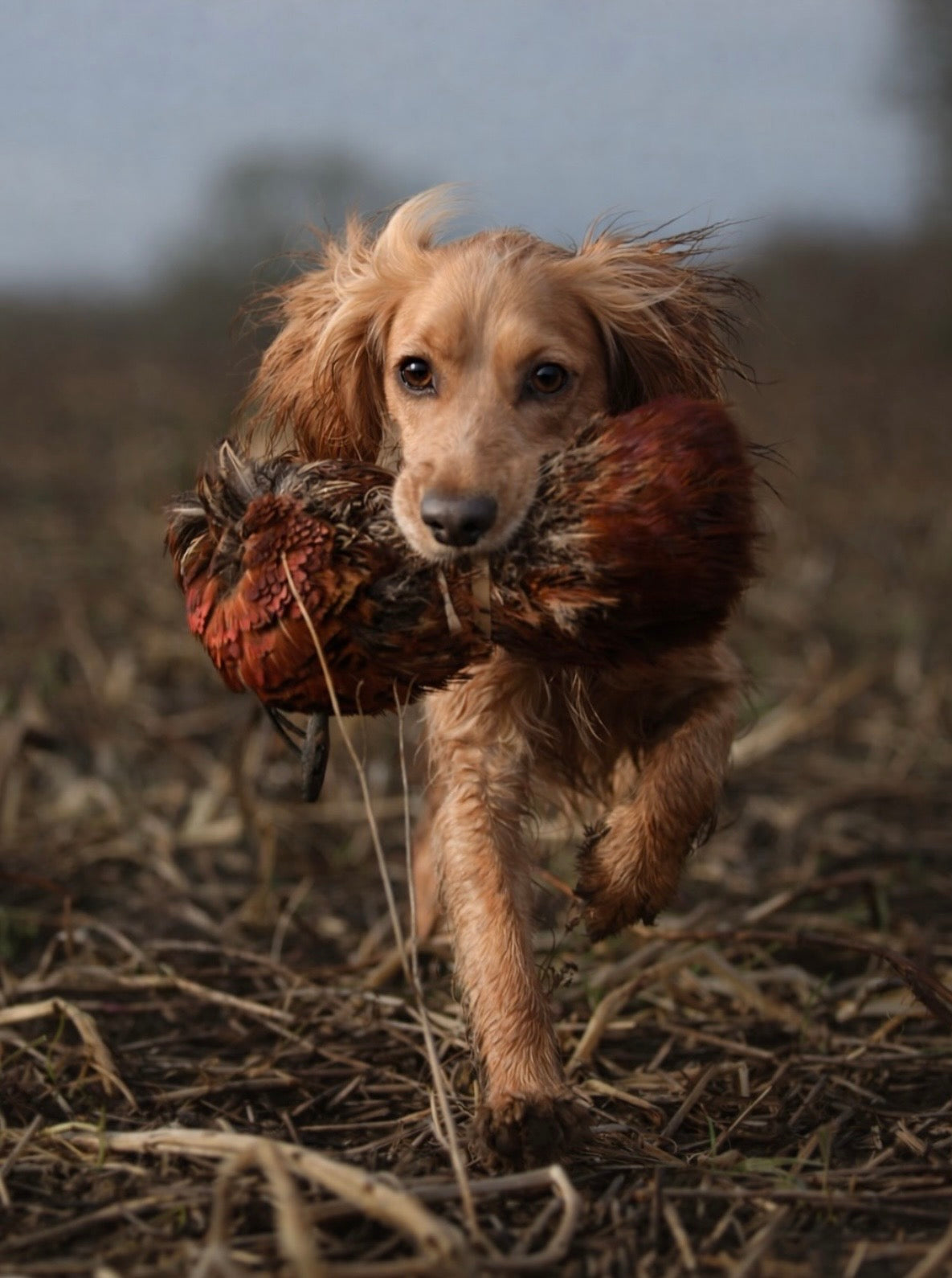 Paws@brooklyn Pheasant Pelts