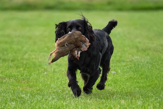 Paws@brooklyn Cold Game Workshop run by Beesfit Gundogs