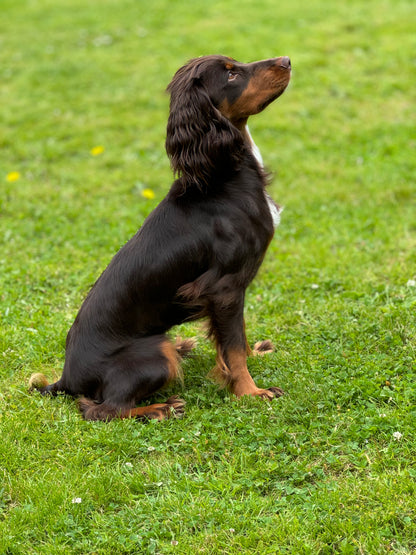 Paws@brooklyn Training classes run by Beesfit Gundogs