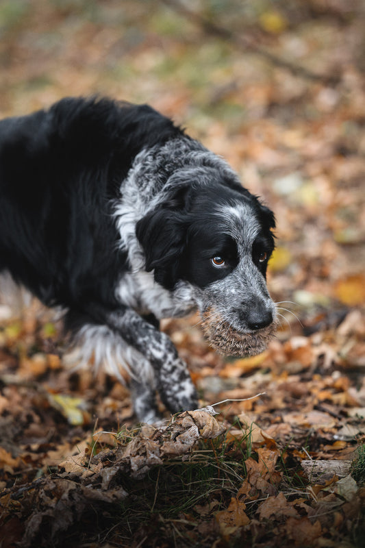 Paws@brooklyn Rabbit Balls