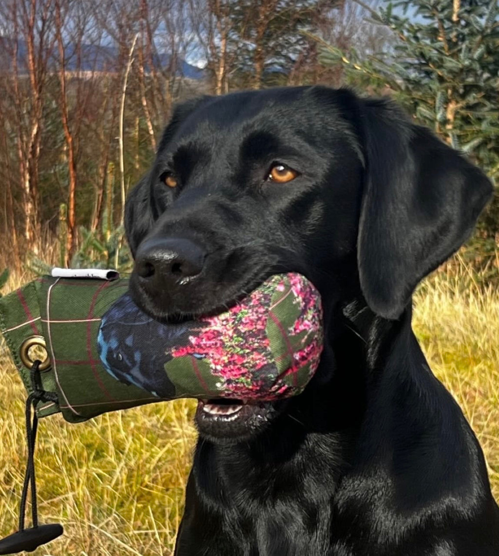 Paws@Brooklyn Labrador Dummy