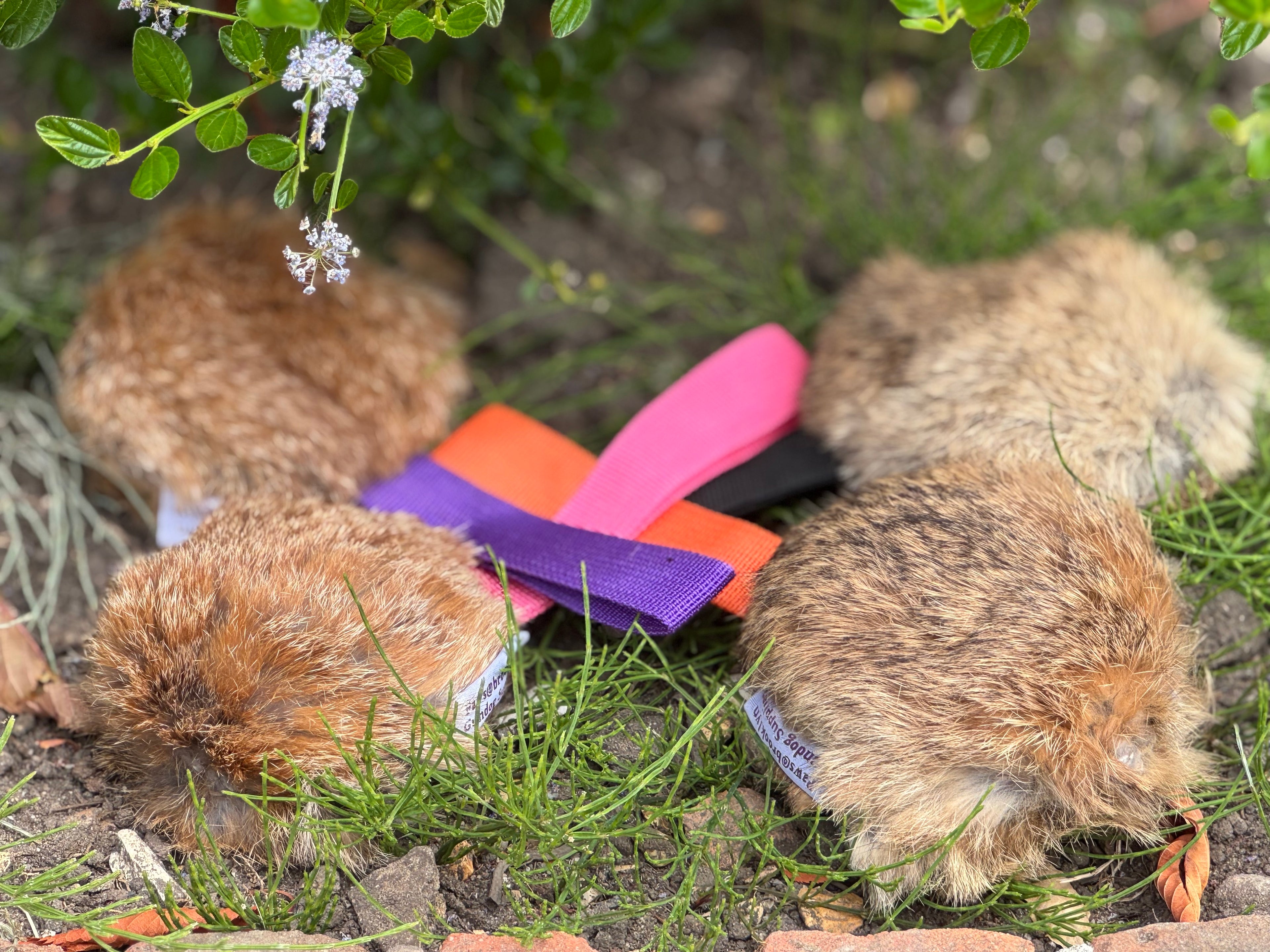 Paws@brooklyn Rabbit Discs with throwing strap