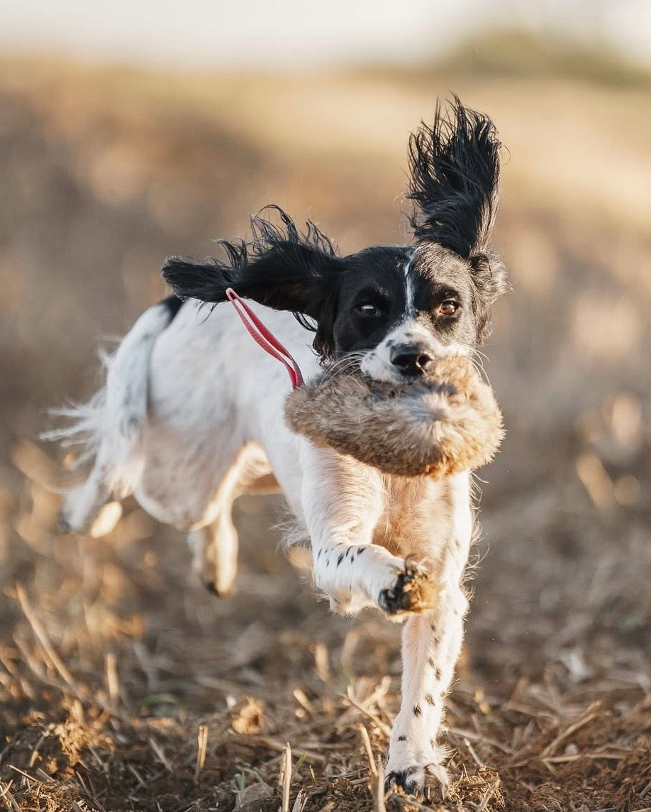 Paws@brooklyn Rabbit Dummy Balls with Throwing Straps