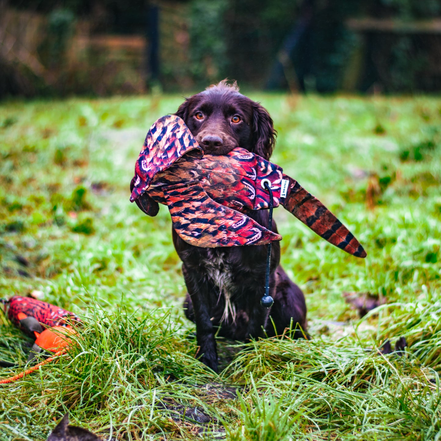 Dog and Field Feather Print Dummies