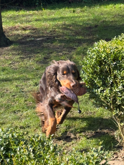 Dog & Field Woodcock