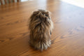 Paws@Brooklyn Synthetic Fur Dummies