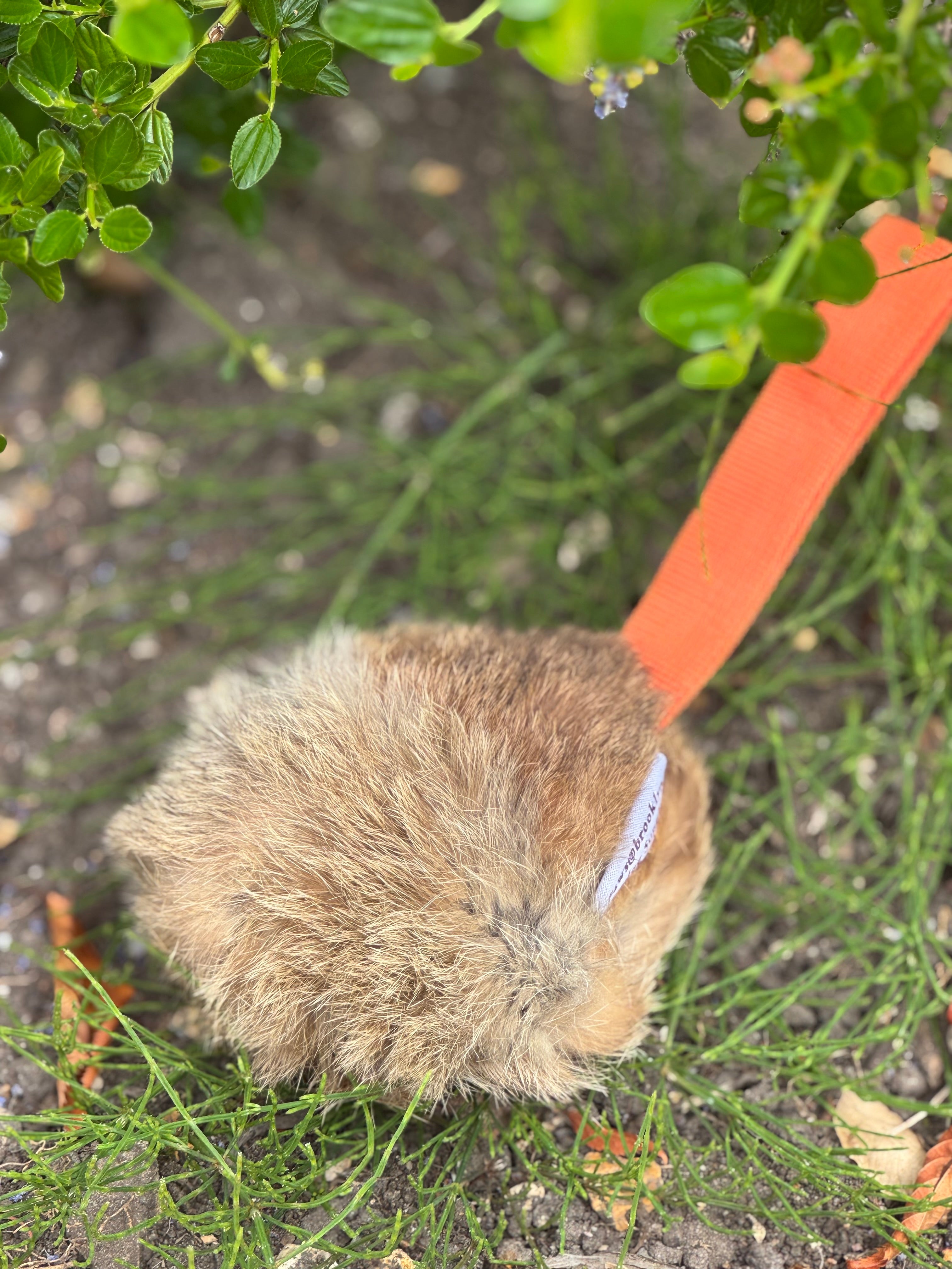 Paws@brooklyn Rabbit Discs with throwing strap