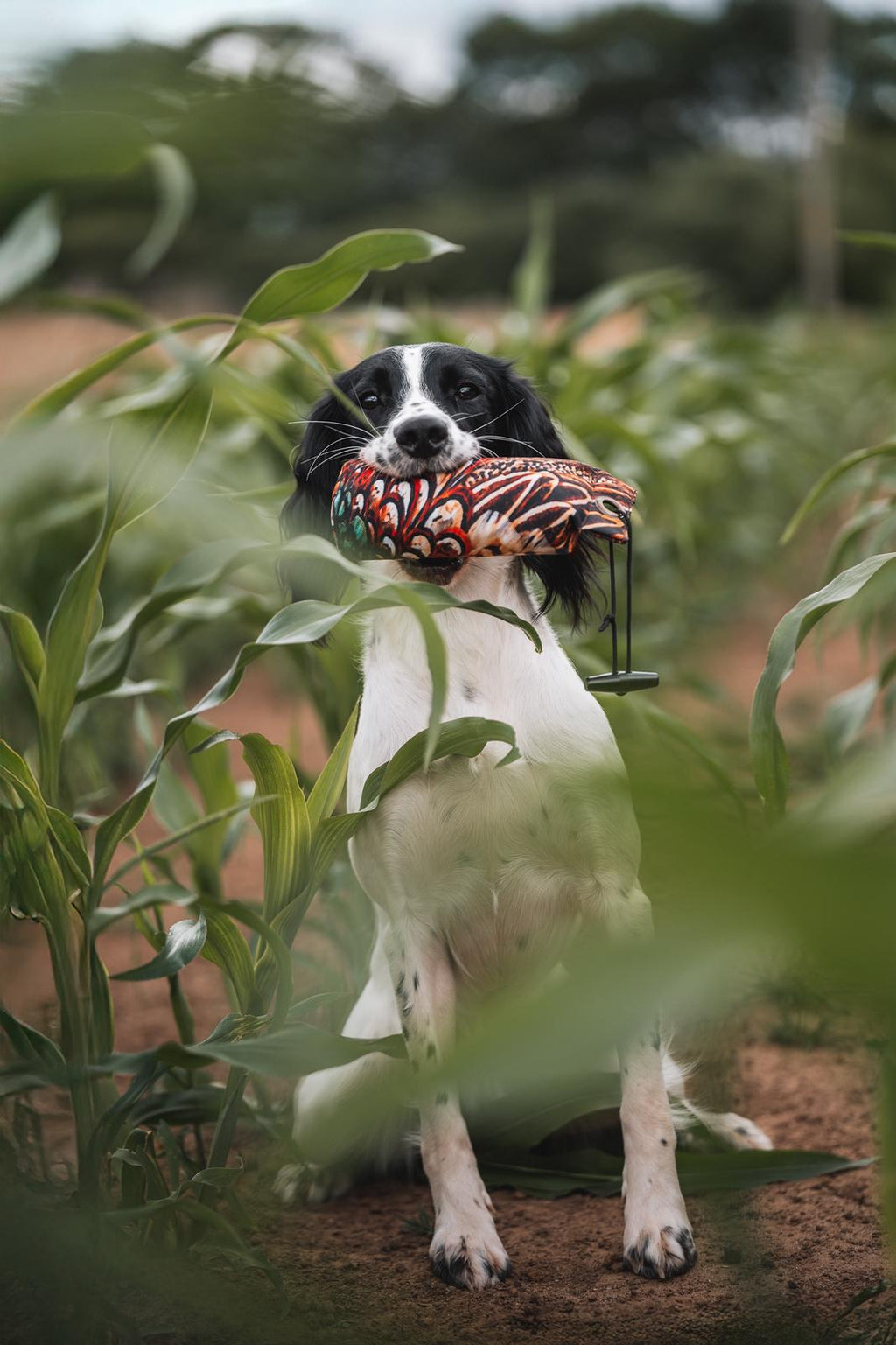 Paws@Brooklyn Game Bird Pheasant Dummy