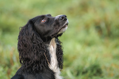 Training Workshop 15th Feb run by Beesfit Gundogs