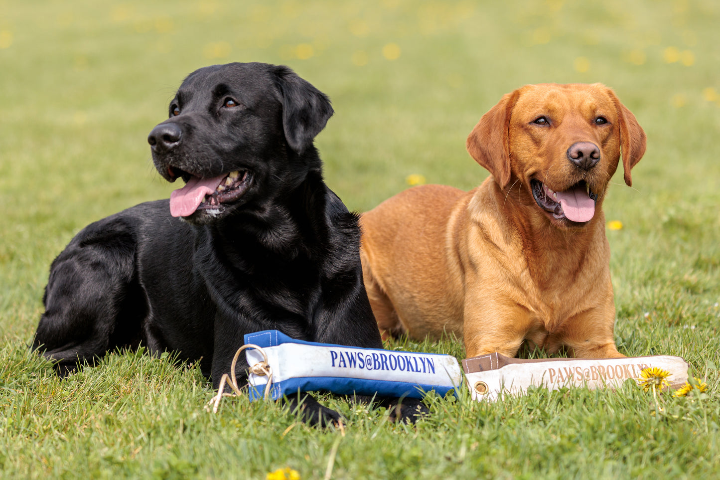 Paws@brooklyn Training classes run by Beesfit Gundogs