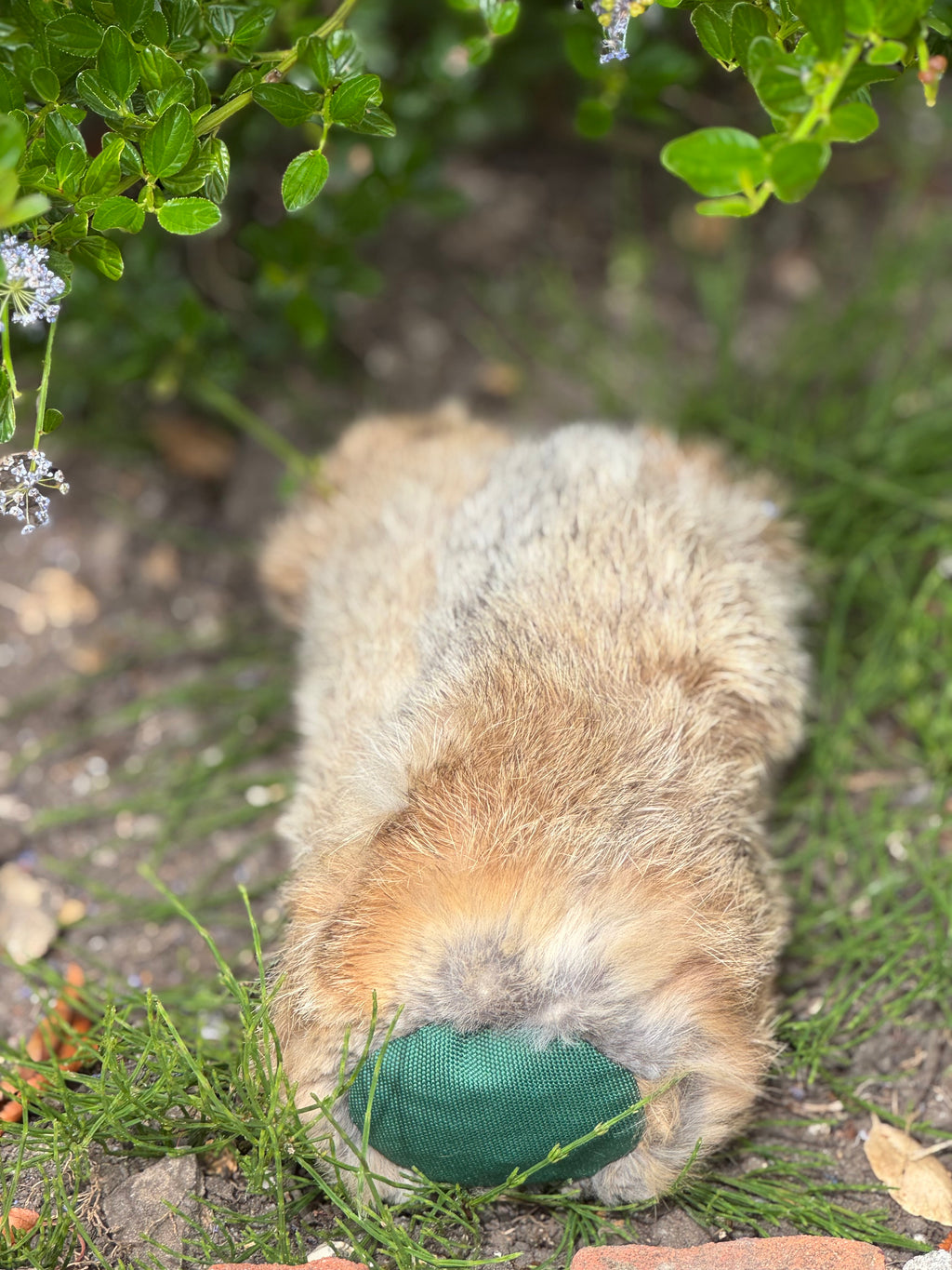 Paws@brooklyn Rabbit Dummies