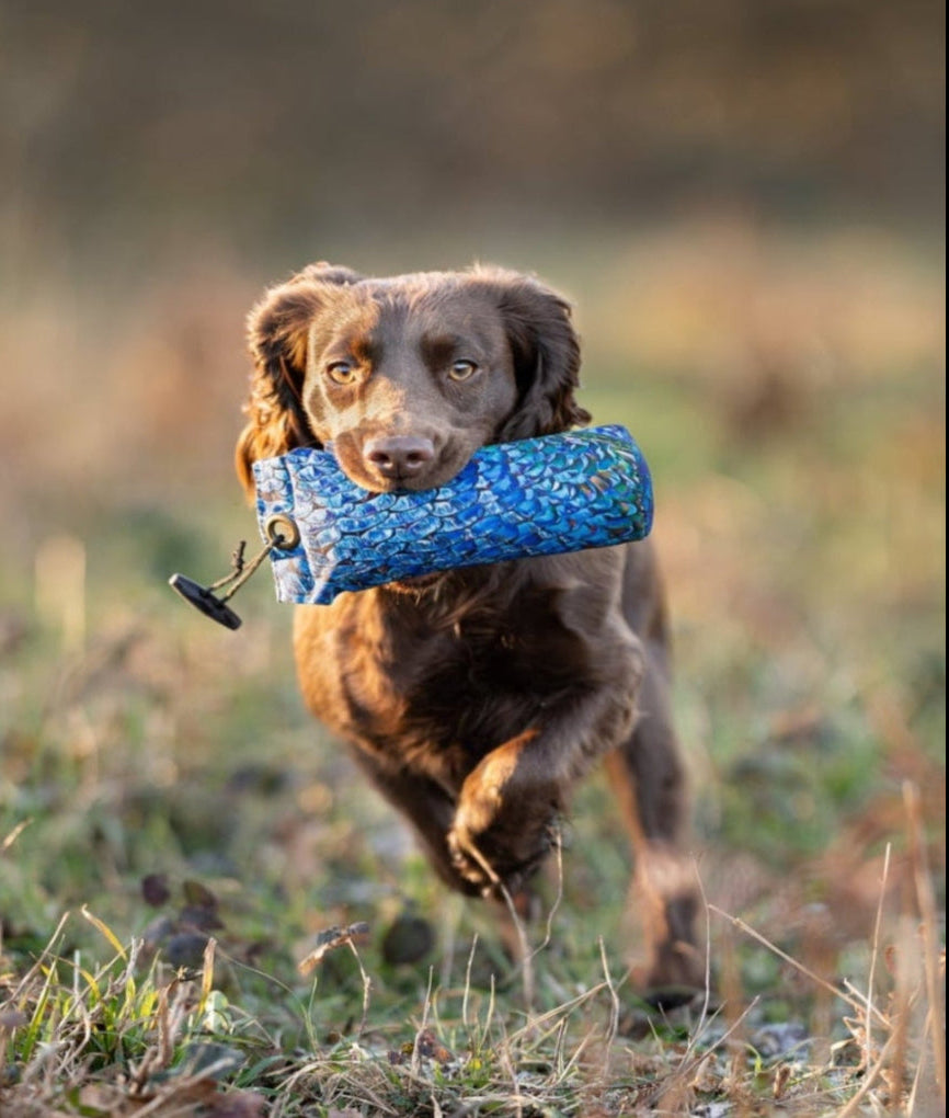 Paws@brooklyn Melanistic Range
