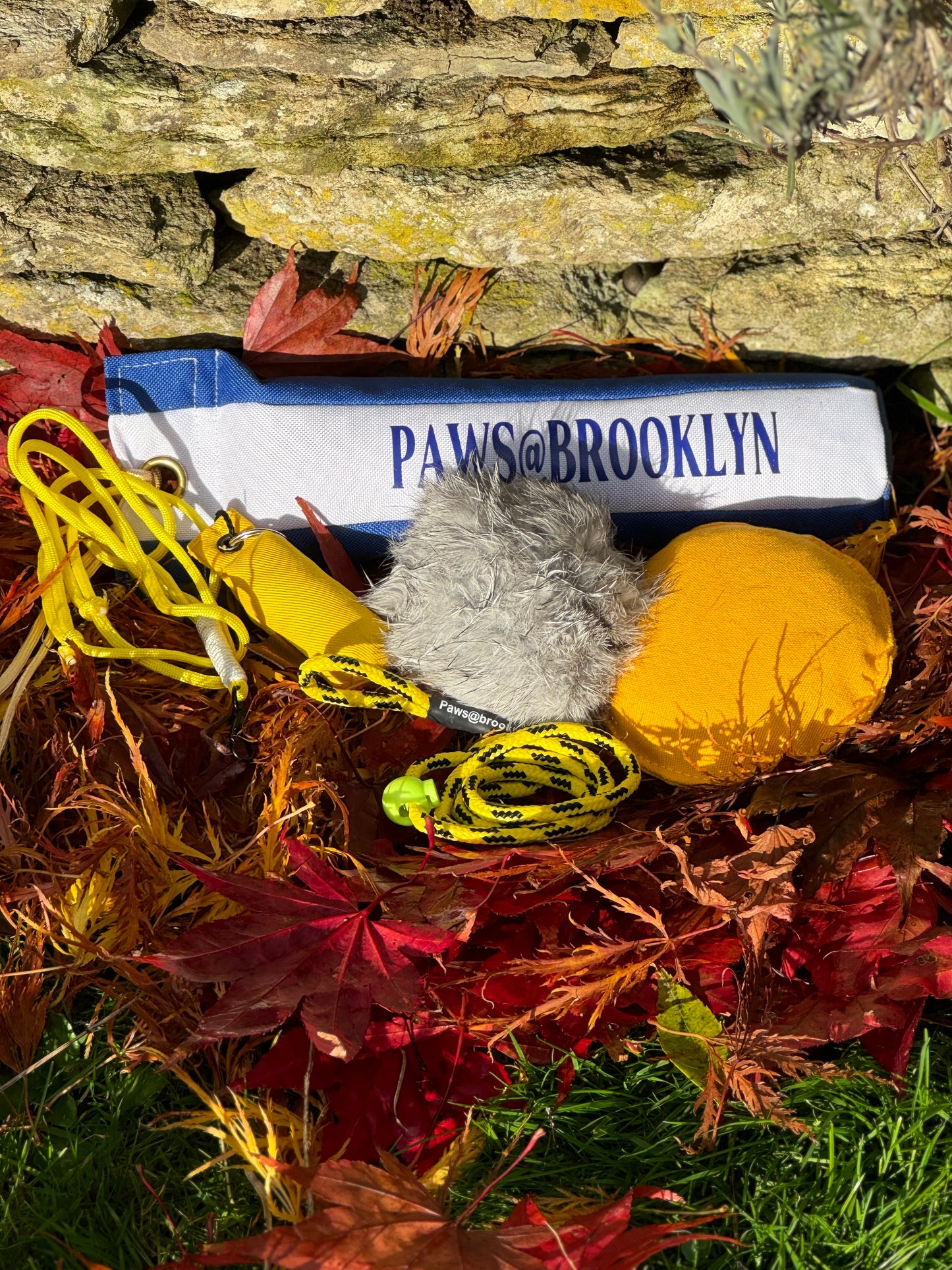 Paws@brooklyn Autumn Special Offer