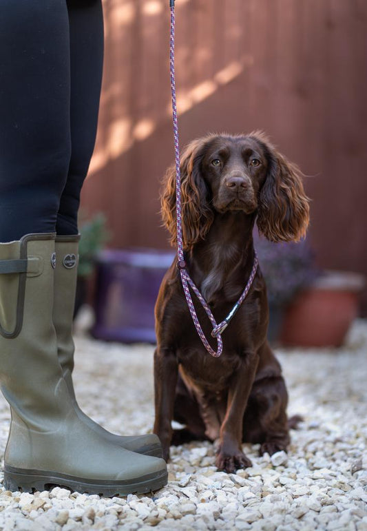 Paws@brooklyn Autumn Collection Slip Leads