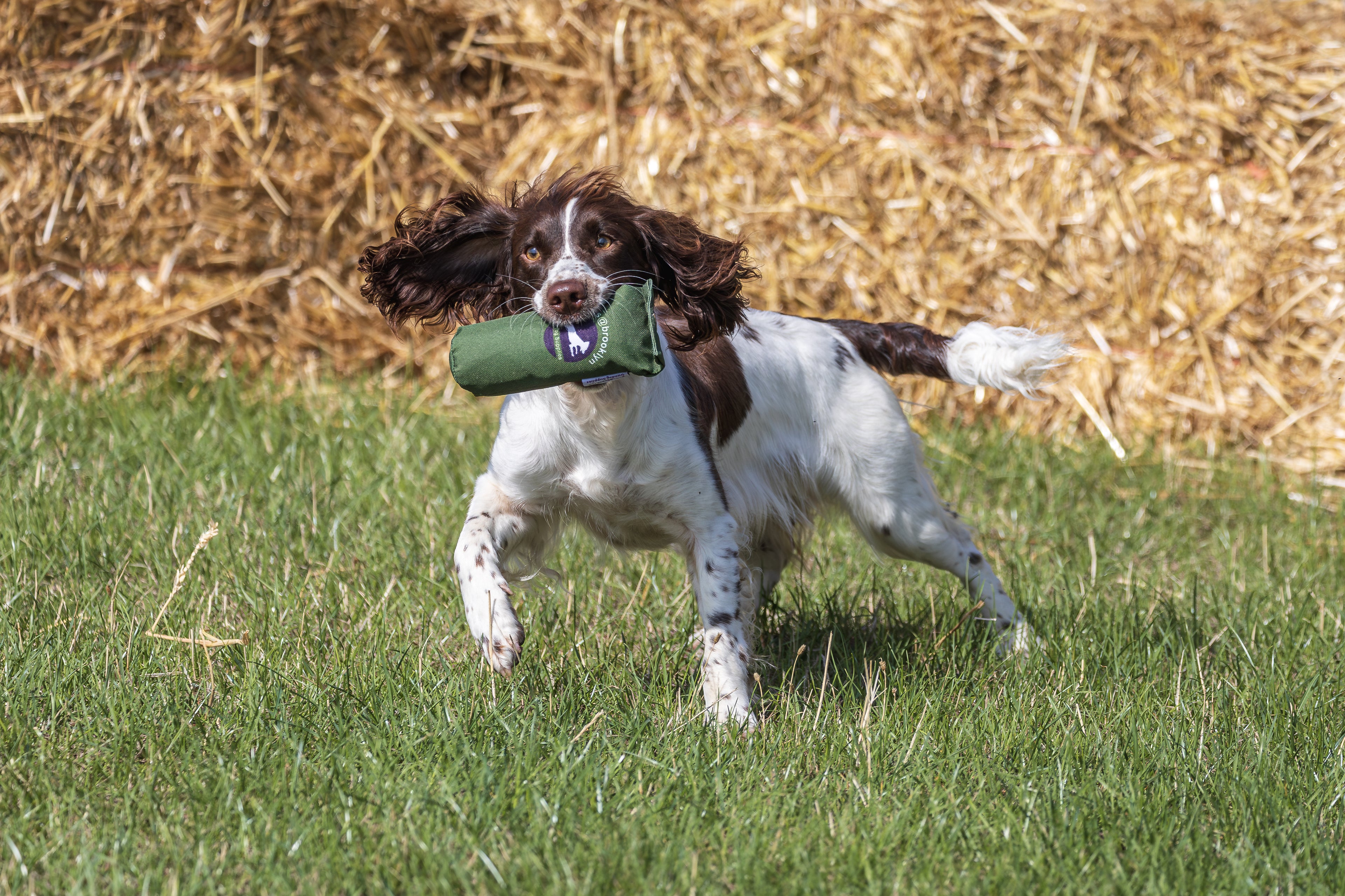 Paws@brooklyn Fun Christmas Scurry