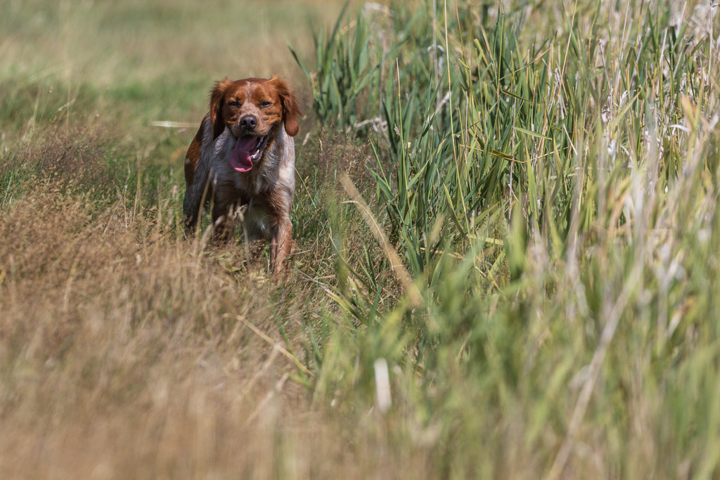 Paws@brooklyn Fun Christmas Scurry